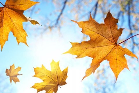 Malmedy Tourisme - La ronde des feuilles d'automne n'est pas toujours monotone