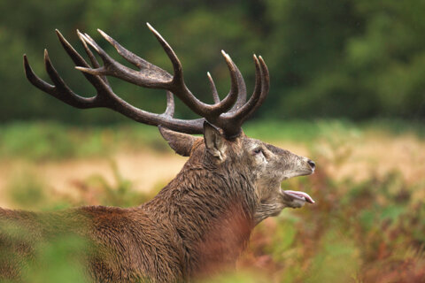 Brame du Cerf à la Roche-en-Ardenne