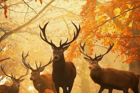 Oktober: Herst en Wild in het Jagershof