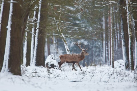 Het Lorkenbos - KERST 2017 - geniet