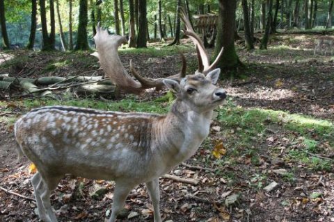 Parc à Gibier de la Roche-en-Ardenne