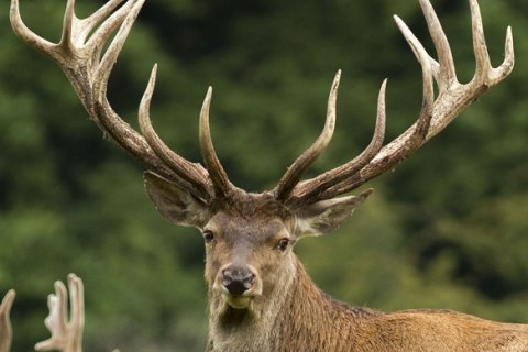 Venez écouter le Brame du cerf à la Roche-en-Ardenne et venez y passer un Week-end.