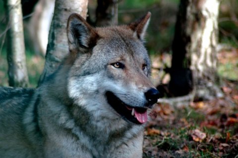 La Fête des loups au Parc à Gibier de La Roche-en-Ardenne