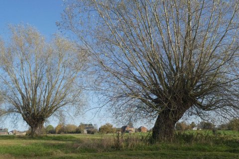 Maison du Tourisme de Herve - Les têtards du bocage